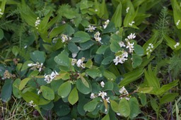 Amelanchier alnifolia, Serviceberry