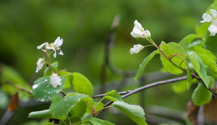 Amelanchier alnifolia, Serviceberry