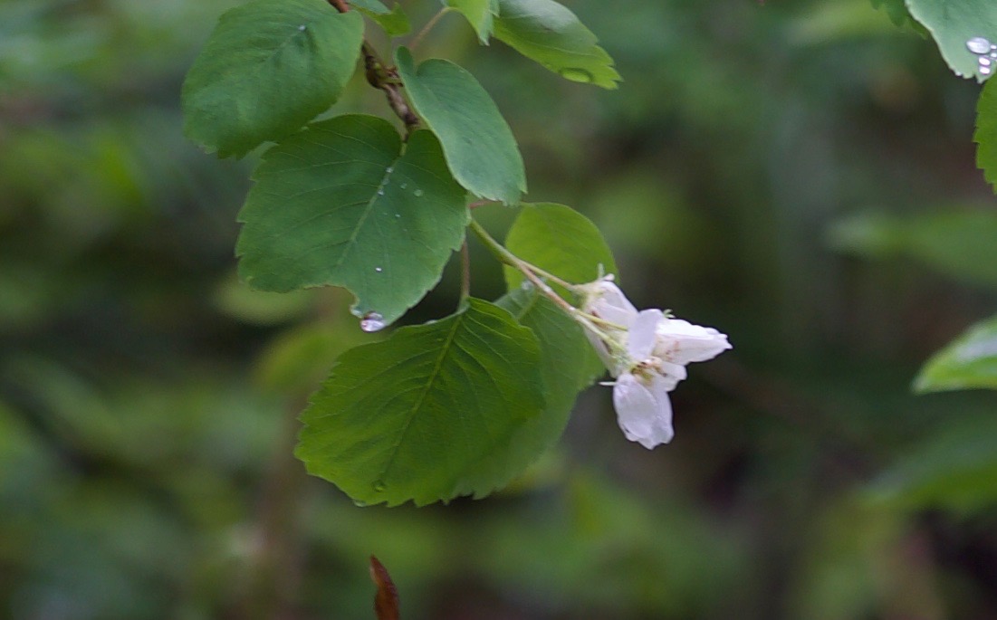 Amelanchier alnifolia, Serviceberry1