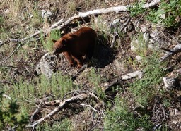 American Black Bear - Ursus americanus2