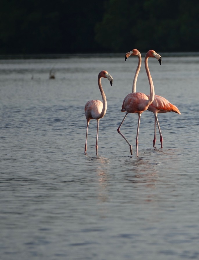 American Flamingo - Phoenicopterus ruber - Caroni Swamp, Trinidad