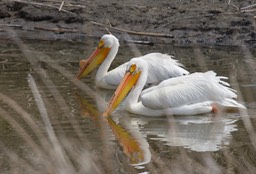 American White Pelican, Pelecanus erythrorhynchos3