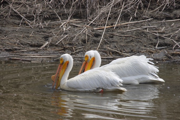 American White Pelican, Pelecanus erythrorhynchos1