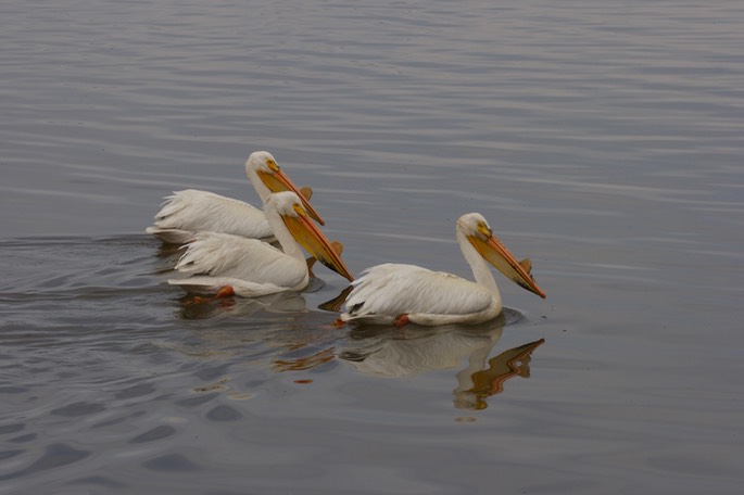 American White Pelican, Pelecanus erythrorhynchos5