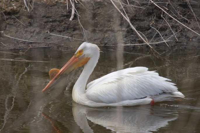 American White Pelican, Pelecanus erythrorhynchos4