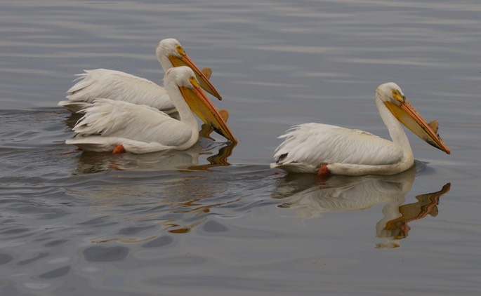 American White Pelican, Pelecanus erythrorhynchos6