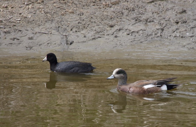 American Wigeon, Anas americana2