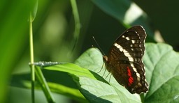 Anartia fatima, Banded Peacock - Rancho Primavera, El Tuito, Jalisco, Mexico