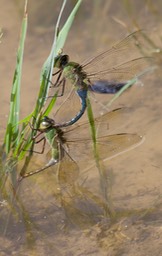 Anax junius Common Green Darner2