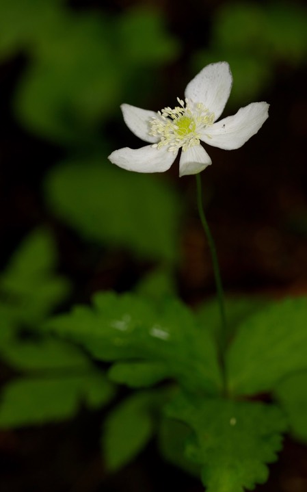 Anemone deltoidea2