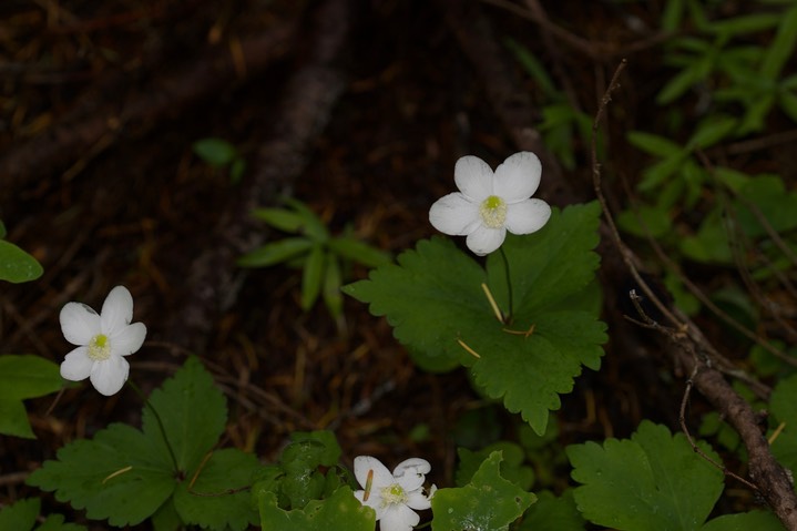 Anemone deltoidea3