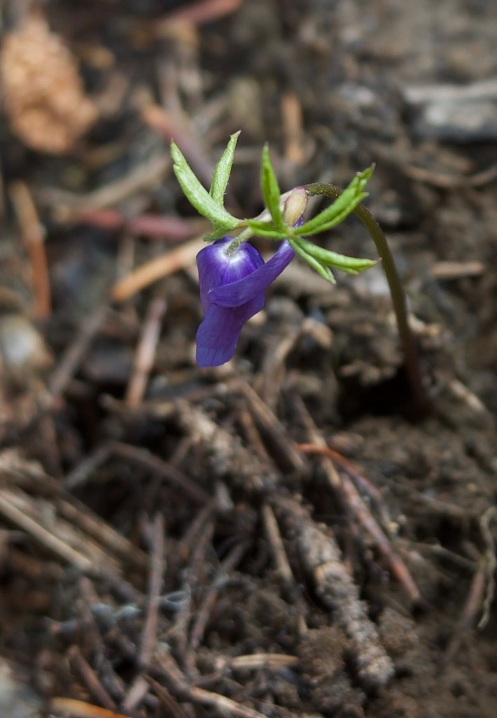 Aneomone oregana, Oregon Anemone1