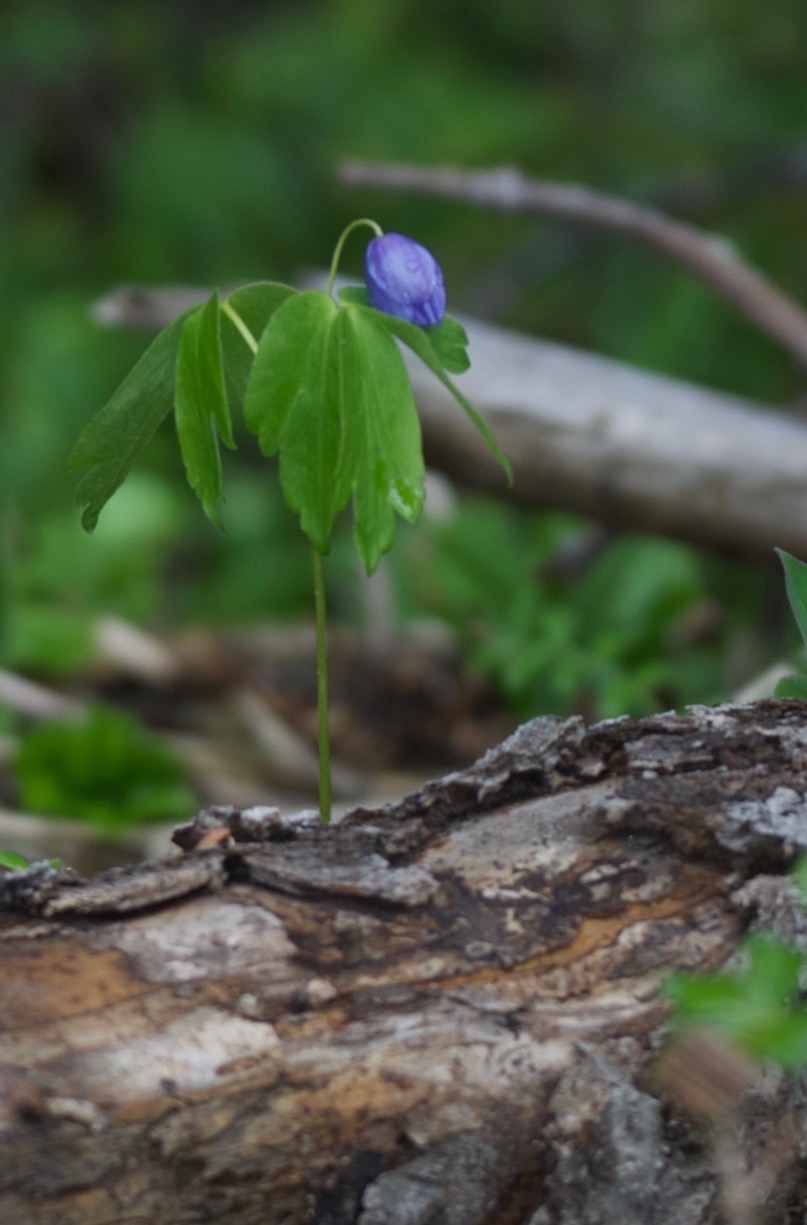 Aneomone oregana, Oregon Anemone