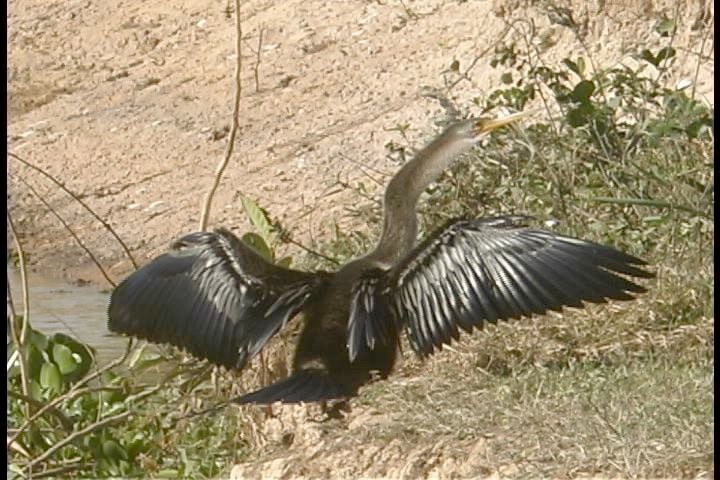 Anhinga 1