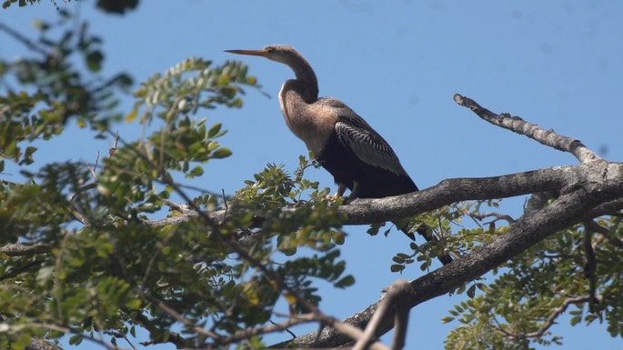 Anhinga 1