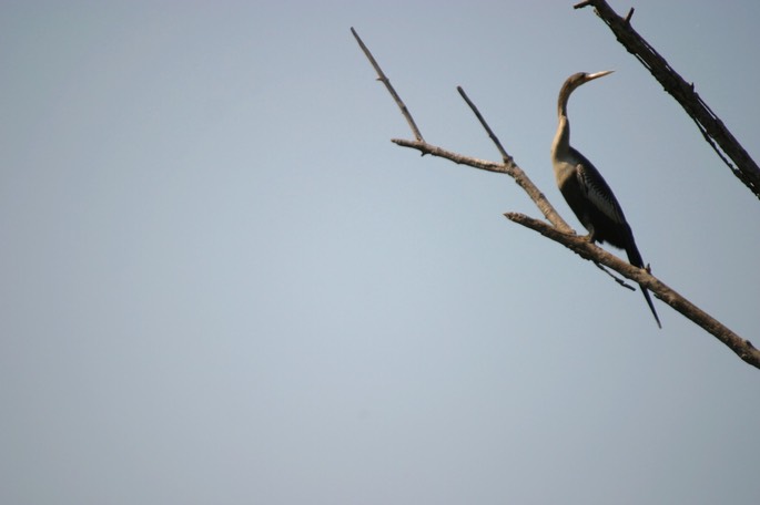 anhinga 2