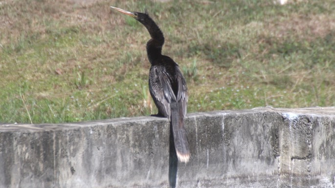 Anhinga 2