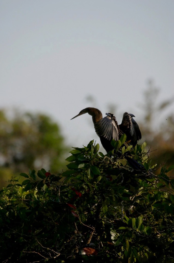 anhinga 3