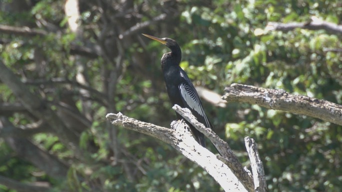 Anhinga 3