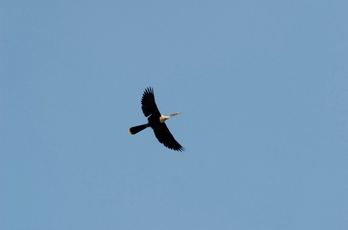 anhinga 4