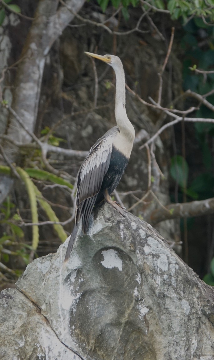 Anhinga18-1