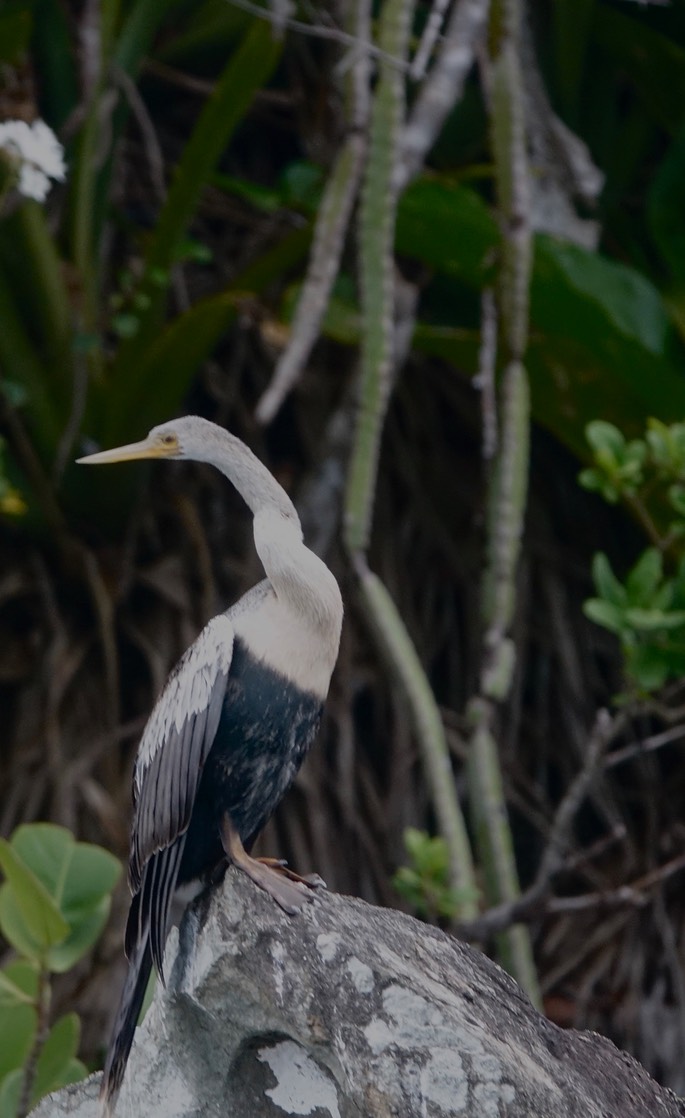 Anhinga18-2