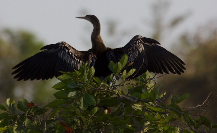 Anhinga1