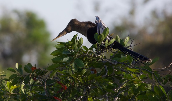 Anhinga2