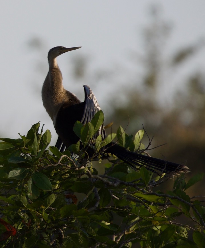 Anhinga3