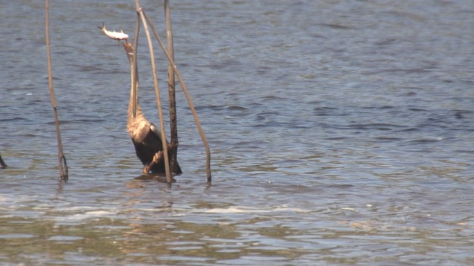 Anhinga