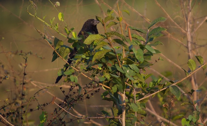 Ani, Smooth-billed a