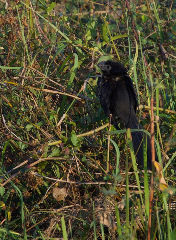 Ani, Smooth-billed b