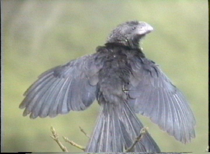 Ani, Smooth-billed (Ecuador)