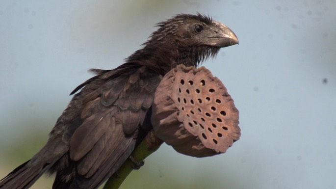 Ani, Smooth-billed