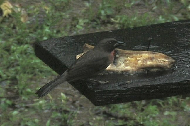 Ant-Tanager, Black-cheeked 1