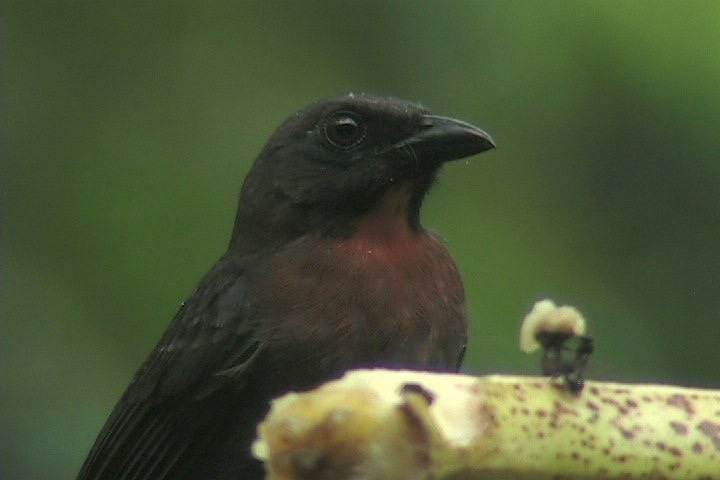 Ant-Tanager, Black-cheeked 3