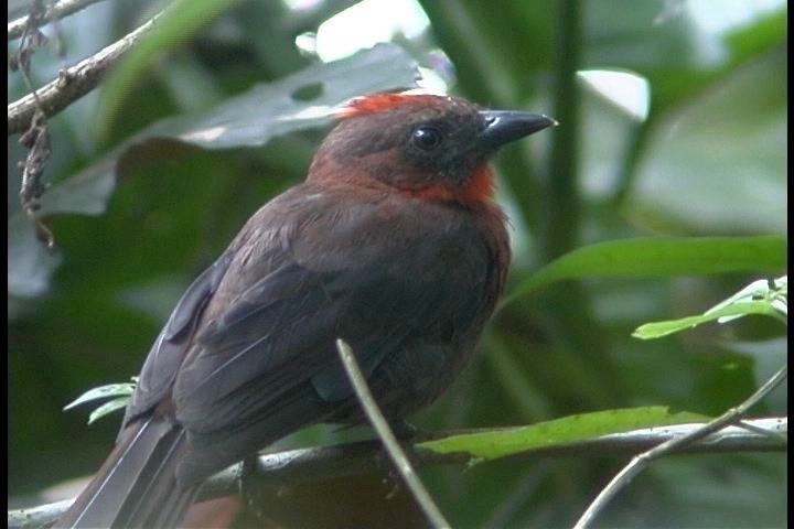 Ant-Tanager, Red-throated