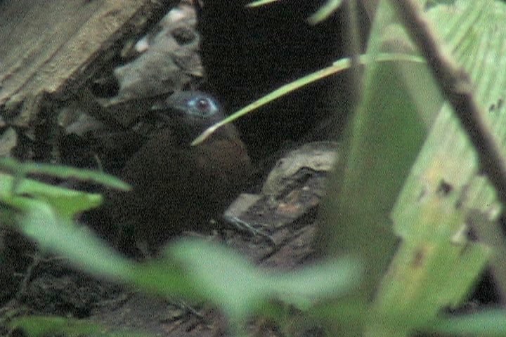 Antbird, Chestnut-backed 2