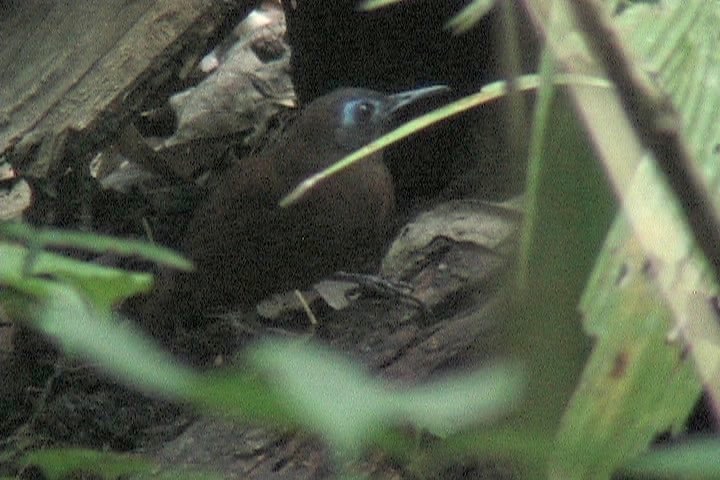 Antbird, Chestnut-backed 3