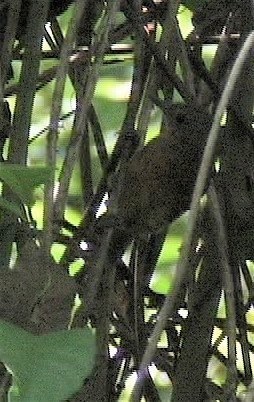 Antbird, Dusky 2