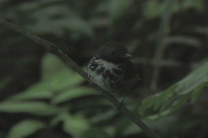 Antbird, Spotted