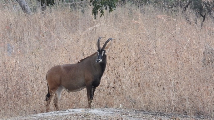 Antelope, Roan - Senegal 1