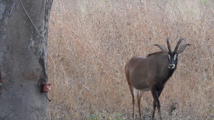 Antelope, Roan - Senegal 2