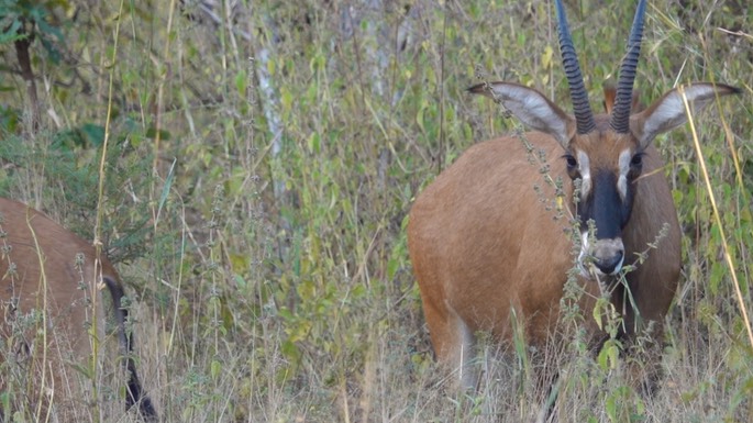 Antelope, Roan - Senegal 3