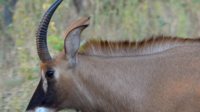 Antelope, Roan - Senegal 4