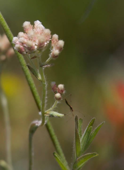 Antennaria microphylla, Rosy Pussytoes, Grassy Knoll, Columbia Gorge, Washington