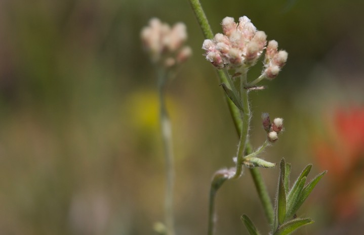 Antennaria microphylla3