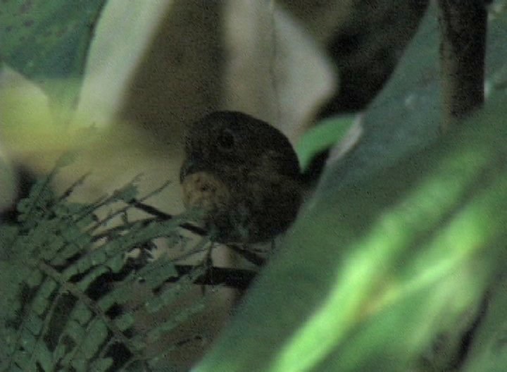 Antpitta, Chestnut-crowned