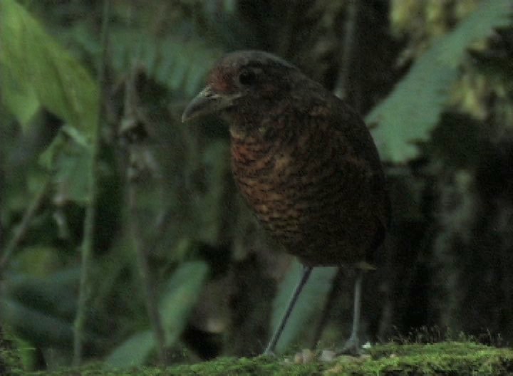 Antpitta, Giant 2