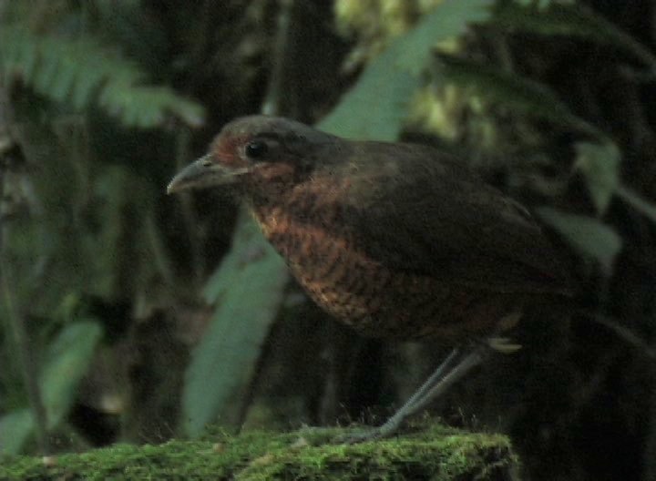 Antpitta, Giant 3